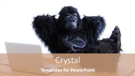  Presentation with costume - Theme consisting of young-man-in-gorilla-costume background and a coral colored foreground