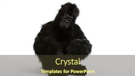  Presentation with costume - Slides with young-man-in-gorilla-costume background and a tawny brown colored foreground