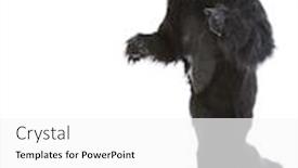  Presentation with costume - Theme featuring young-man-in-gorilla-costume background and a white colored foreground