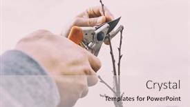  Presentation with spring tree - Audience pleasing slide deck consisting of young-man-is-cutting backdrop and a lemonade colored foreground
