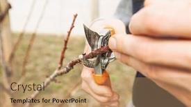  Presentation with spring tree - Presentation design consisting of young-man-is-cutting background and a coral colored foreground