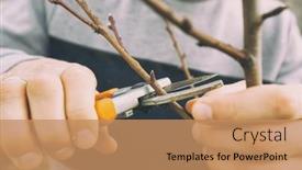  Presentation with spring tree - Theme with young-man-is-cutting background and a coral colored foreground