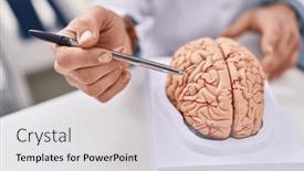  Presentation with brain - PPT theme enhanced with young-man-neurologist-pointing and a  colored foreground
