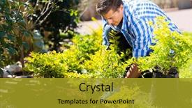  Presentation with young plant - Amazing slide set having young man transplanting a new backdrop and a gold colored foreground