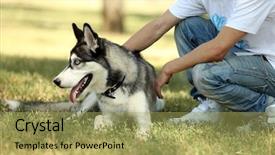  Presentation with dog park - PPT layouts having young man with beautiful huskies dog in park background and a yellow colored foreground