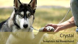  Presentation with dog park - Beautiful presentation design featuring young man with beautiful huskies dog in park backdrop and a yellow colored foreground