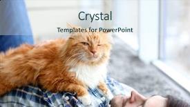  Presentation with carpet - Audience pleasing presentation theme consisting of young man with fluffy cat lying on a carpet backdrop and a sky blue colored foreground