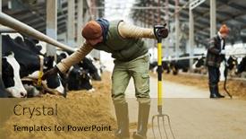  Presentation with forage - Presentation theme consisting of young-man-with-pitchfork-bending background and a gold colored foreground