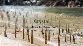  Presentation with zone - PPT theme having young-mangrove-shoots-in-tidal background and a coral colored foreground
