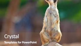  Presentation with military security camera monitoring - Cool new presentation theme with young meerkat monitors the security backdrop and a  colored foreground