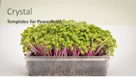 Presentation with microgreen - Slide deck featuring young-microgreen-vegetable-green background and a blonde colored foreground