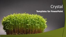  Presentation with microgreen - Slide set featuring young-microgreen-vegetable-green background and a dark gray colored foreground