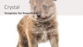  Presentation with mongolian - Theme with young-mongolian-wolf-or-grey background and a lemonade colored foreground