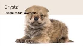  Presentation with mongolian - PPT layouts consisting of young-mongolian-wolf-or-grey background and a coral colored foreground