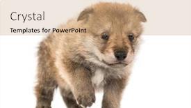  Presentation with mongolian - Beautiful slides featuring young-mongolian-wolf-or-grey backdrop and a coral colored foreground