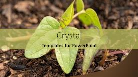  Presentation with spring - Slide deck featuring young-morning-glory-seedlings background and a yellow colored foreground