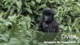  Presentation with national - Audience pleasing presentation design consisting of young mountain gorilla backdrop and a tawny brown colored foreground