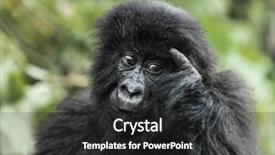  Presentation with national - Cool new presentation design with young mountain gorilla backdrop and a dark gray colored foreground