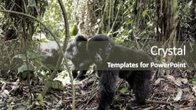  Presentation with national - Cool new presentation design with young mountain gorilla backdrop and a gray colored foreground