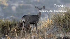  Presentation with mule - Slides with young-mule-deer-at-rocky background and a gray colored foreground