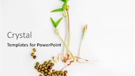  Presentation with seeds - Presentation design featuring young-mush-sprouts-microgreens background and a white colored foreground