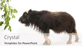  Presentation with history earth globe isolated white - Theme with young-muskox-ovibos-moschatus-isolated background and a white colored foreground