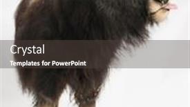  Presentation with isolated paw prints over white - Slide deck consisting of young-muskox-ovibos-moschatus-isolated background and a dark gray colored foreground