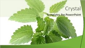  Presentation with nettle - Colorful presentation design enhanced with young-nettle backdrop and a mint green colored foreground