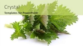  Presentation with nettle - Presentation theme enhanced with young-nettle background and a yellow colored foreground