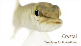  Presentation with diverse young adults - PPT theme featuring young northern pike - esox lucius 1 years in front of a white background background and a cream colored foreground