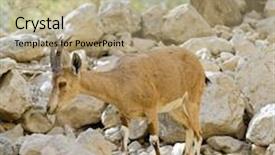  Presentation with israel - PPT layouts featuring young nubian ibex starring at camera in ein-gedi israel background and a mint green colored foreground