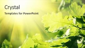  Presentation with oak - Audience pleasing PPT theme consisting of young oak leaves background backdrop and a blonde colored foreground