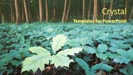  Presentation with oak forest - Beautiful presentation theme featuring young-oak-stree-seedlings backdrop and a tawny brown colored foreground