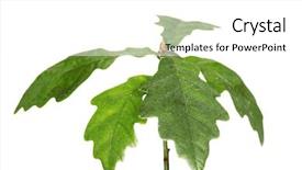  Presentation with oak woodland uk - Presentation enhanced with young oak background and a white colored foreground