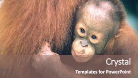  Presentation with animal - PPT theme with young orangutan embracing mother close background and a violet colored foreground