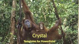  Presentation with animal - Cool new presentation with young orangutan embracing mother backdrop and a tawny brown colored foreground