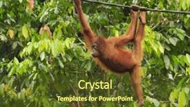  Presentation with animal - Presentation design consisting of young orangutan playing background and a tawny brown colored foreground