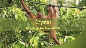  Presentation with rope - Colorful presentation design enhanced with young orangutan swinging on rope backdrop and a tawny brown colored foreground