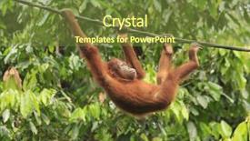  Presentation with rope - Audience pleasing slide set consisting of young orangutan swinging on rope backdrop and a tawny brown colored foreground