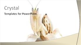  Presentation with cymbidium orchid - PPT theme enhanced with young orchid mantis hymenopus coronatus background and a white colored foreground