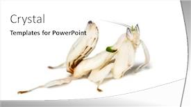  Presentation with orchid - PPT theme having young orchid mantis hymenopus coronatus background and a white colored foreground