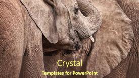  Presentation with elephants - Slide set having young-orphaned-elephants-loxodonta-africana background and a tawny brown colored foreground