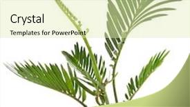  Presentation with palm oil seeds of tree - PPT theme consisting of young palm tree on white background and a  colored foreground