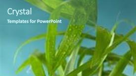  Presentation with sprout - Slide deck with young palm tree sprout on gradated blue background background and a ocean colored foreground