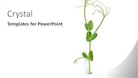  Presentation with green pea plant - Presentation theme consisting of young-pea-plant-grown background and a white colored foreground