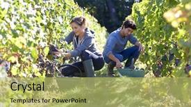  Presentation with vineyard - Cool new slides with young people working in vineyard backdrop and a yellow colored foreground
