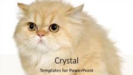  Presentation with persian - Theme consisting of young persian cat 6 months in front of a white background background and a lemonade colored foreground