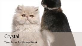  Presentation with persian - Beautiful presentation theme featuring young persian cat and rabbit in front of white background backdrop and a mint green colored foreground