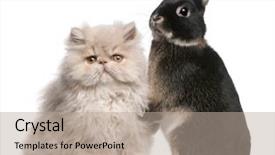  Presentation with persian - Colorful theme enhanced with young persian cat and rabbit in front of white background backdrop and a coral colored foreground