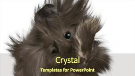  Presentation with guinea pig - Cool new PPT layouts with young peruvian guinea pig 2 backdrop and a tawny brown colored foreground